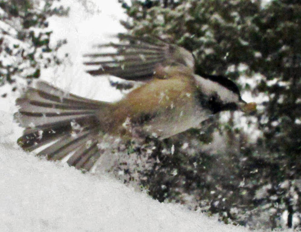 Chickadee in snow - Feb 6, 2013