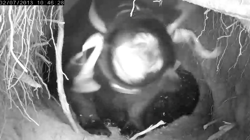 Jewel shakes - Feb 7, 2013