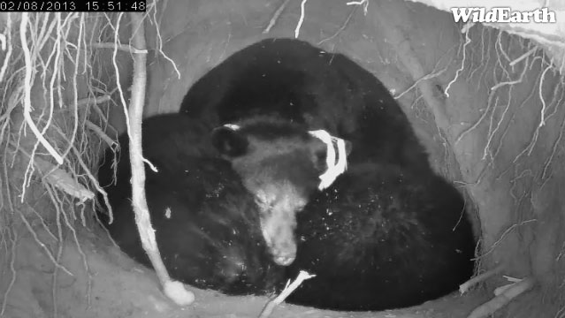 Jewel snoozes - Feb 8, 2013