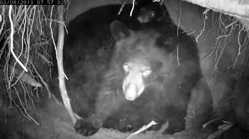 Herbie heads for the den entrance - Feb 8, 2013