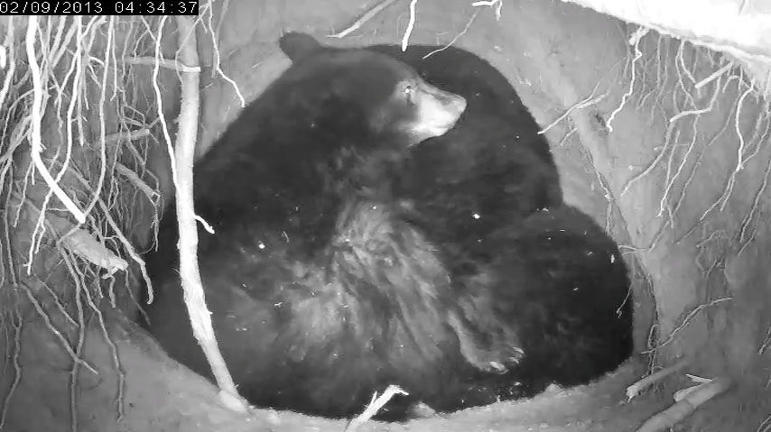 Herbie surfaces - Feb 9, 2013