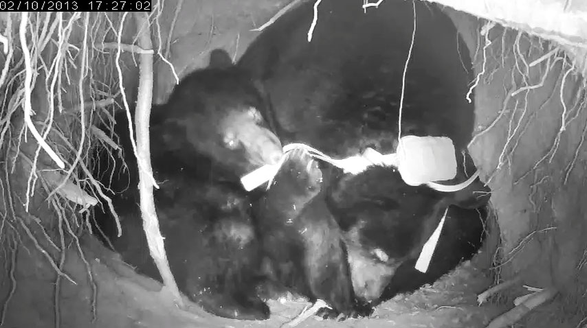 Fern chews on Jewel's ribbons - Feb 10, 2013