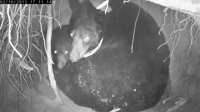 Jewel and Fern are all eyes - Feb 10, 2013