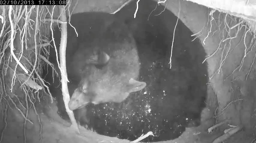 Fern checks out the big root - Feb 10, 2013