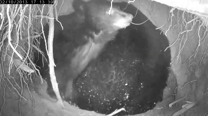 Fern chews on small root hanging from ceiling of den - Feb 10, 2013