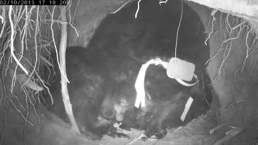 Fern chews footpads - Feb 10, 2013