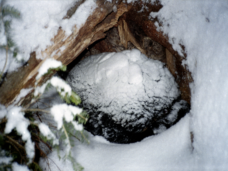 Snow on Dot's back - March 16, 2003