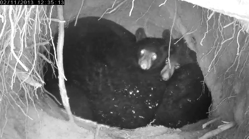 Fern and Herbie peer over Jewel