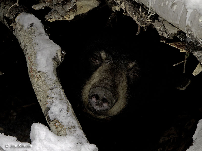 Lily in her den - Feb 11, 2013