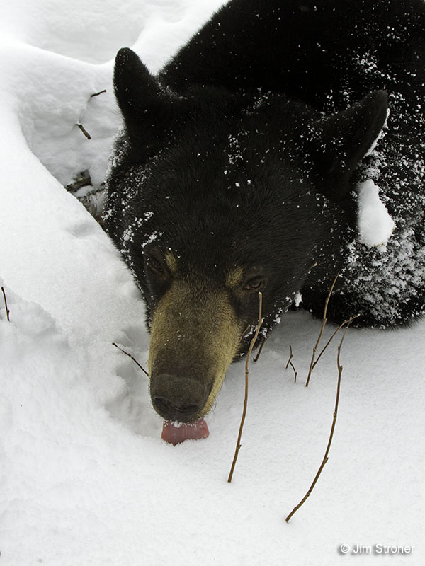 Lily licks snow - Feb 11, 2013