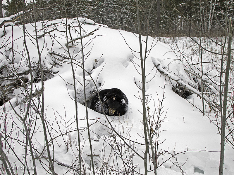 Lily eats more snow before returning to her cubs - Feb 11, 2013