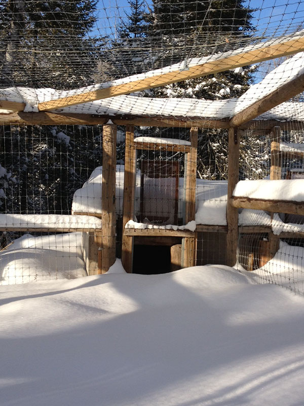 All is quiet at Honey's den