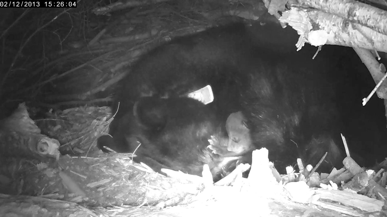 Lily and cub in high resolution