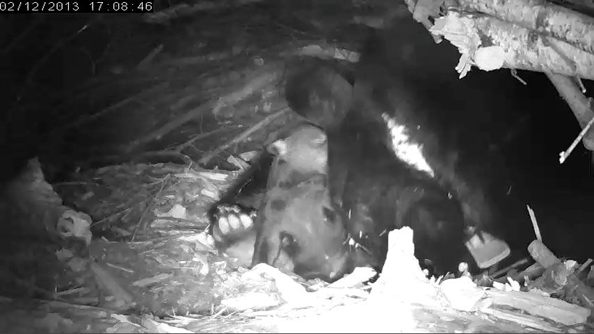 Lily has at least one male cub