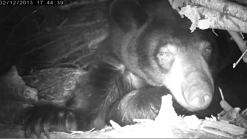 Lily's Den Cam is up running!