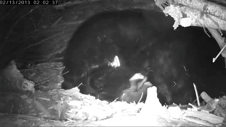 Does Lily have a female cub?