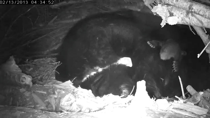 Cub sprawled on Lily