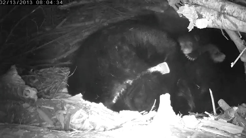 Both cubs sprawled on Lily