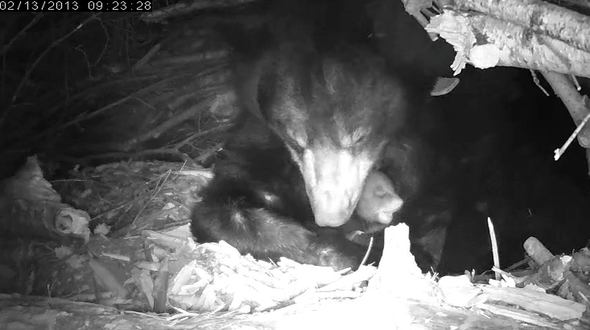 Lily tends to her cubs