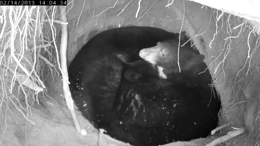 Play bites are gentle