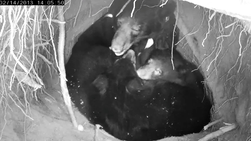 The play wakes up Jewel