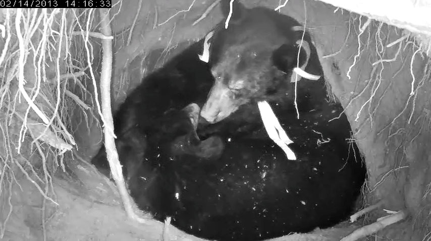 20130214 Jewel 14 16a