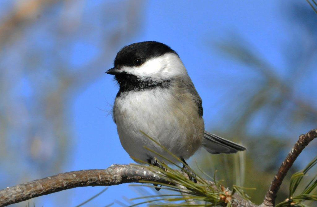 Black-capped Chickadee