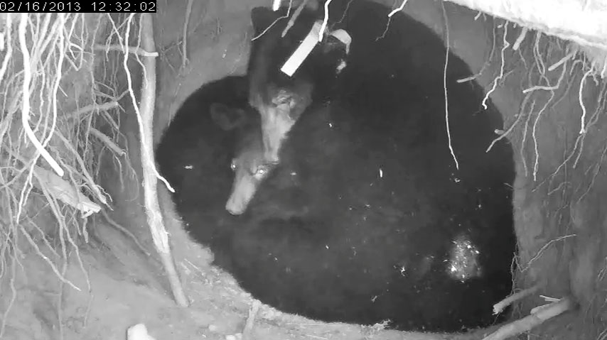 Jewel and yearling share a tender moment