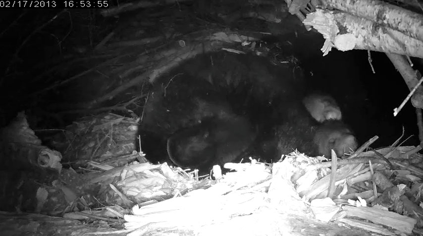Lily's cubs sleeping