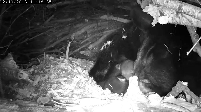 Lily and cub with one open eye!