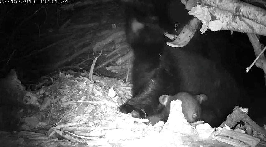 Telltale eyeshine from open eye