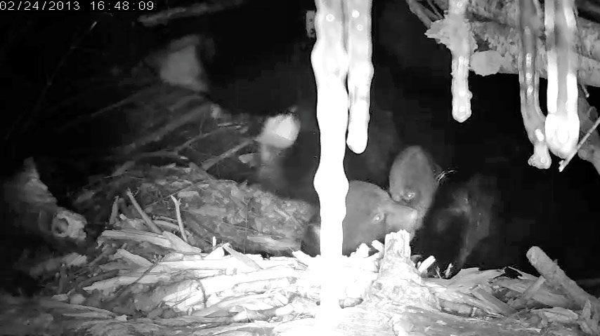 Cubs with eyes open!