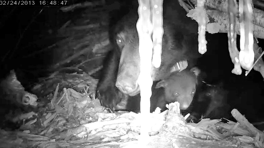 Cub with both eyes open!