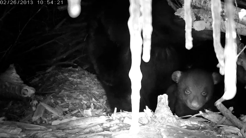 Cute cub with eyes open