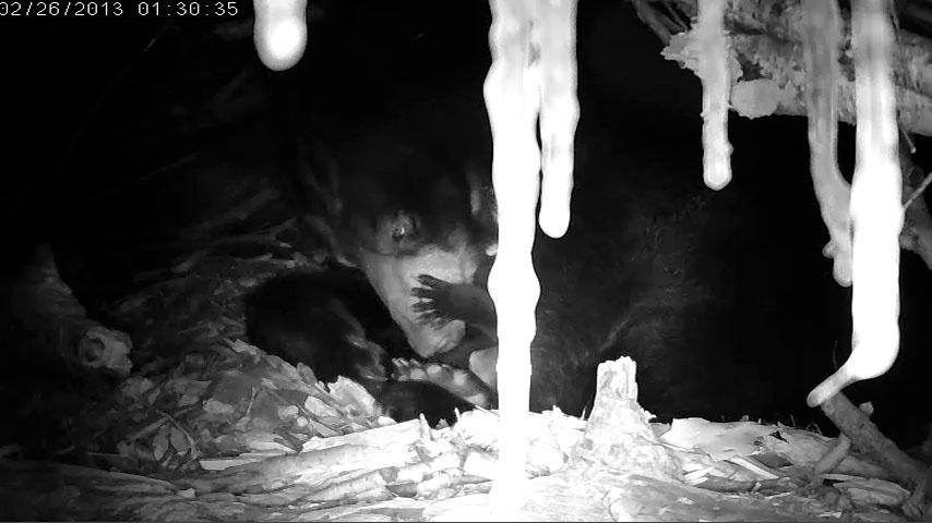 Cub paw touches Lily's snout