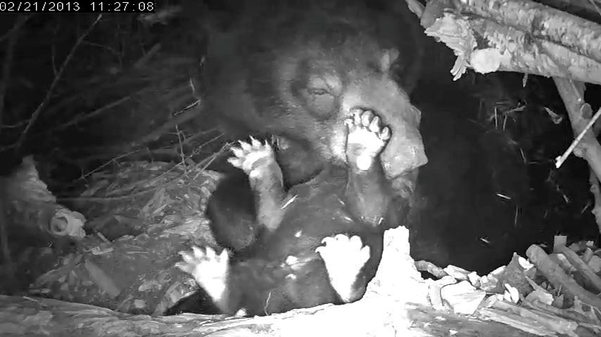 Lily's male cub - Feb 21, 2013