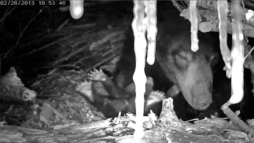 Lily's female cub confirms her gender