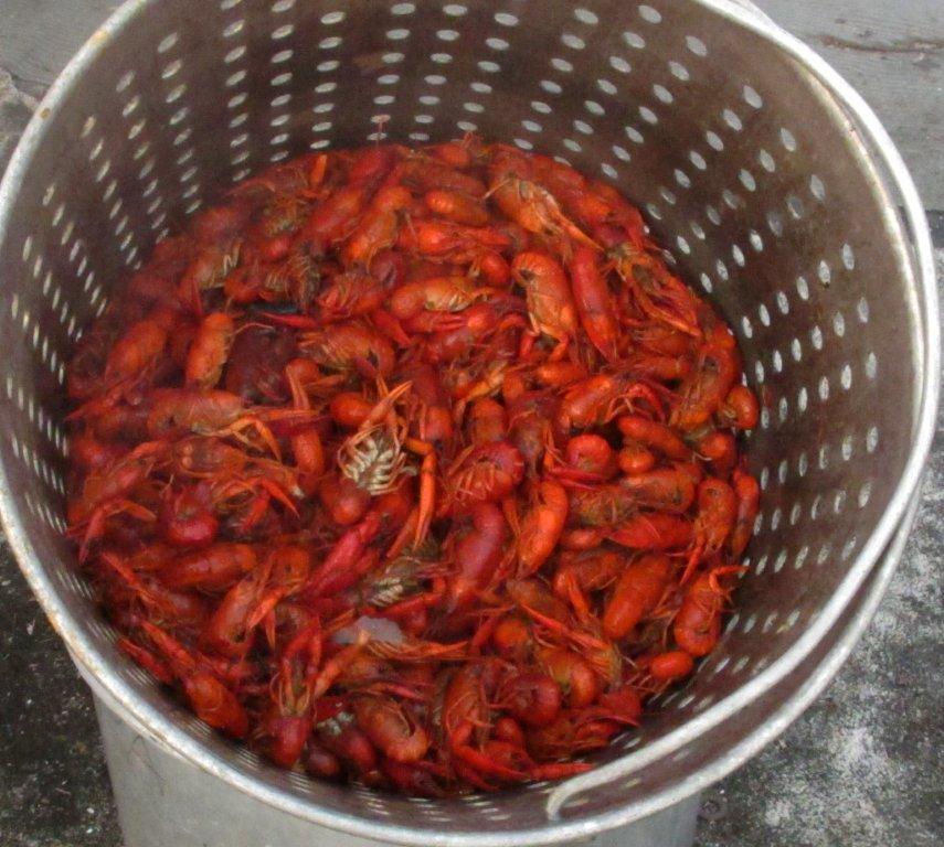 Crawfish - Feb 23, 2013