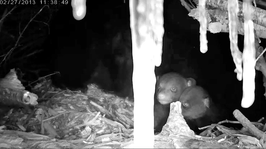 Lily's cubs behind icicle curtain