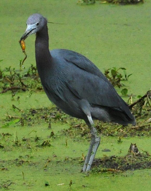 Little blue heron with tadpole - Feb 21, 2013