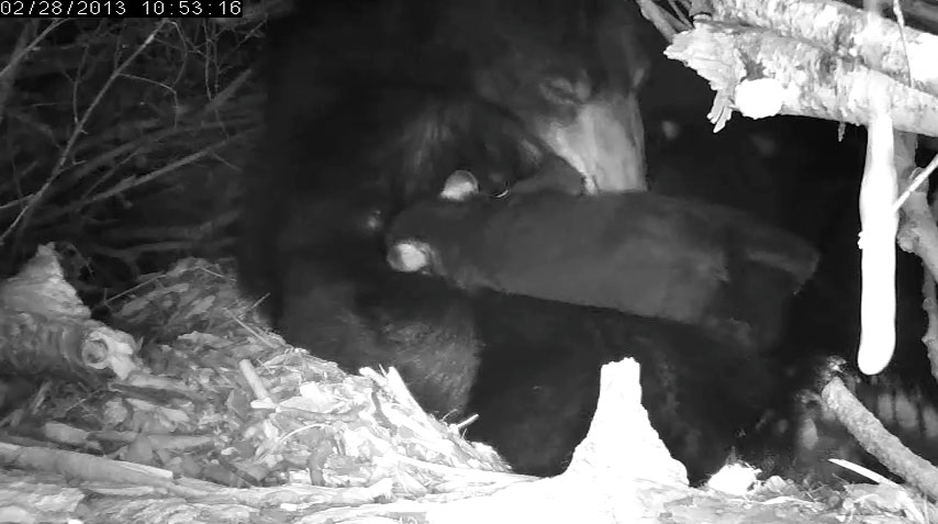 Cub dives for a nipple!