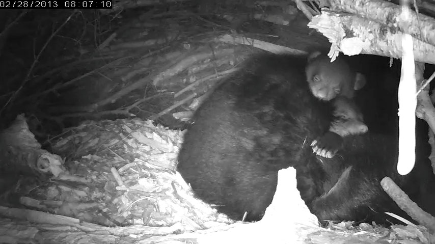 Both cubs snooze on Lily