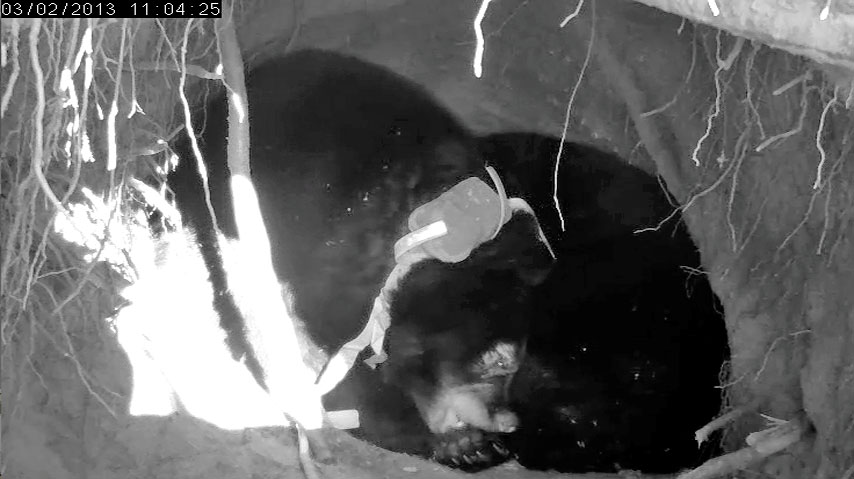 Jewel chewing footpads