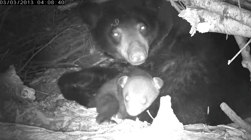 Lily's female cub 'up side up'