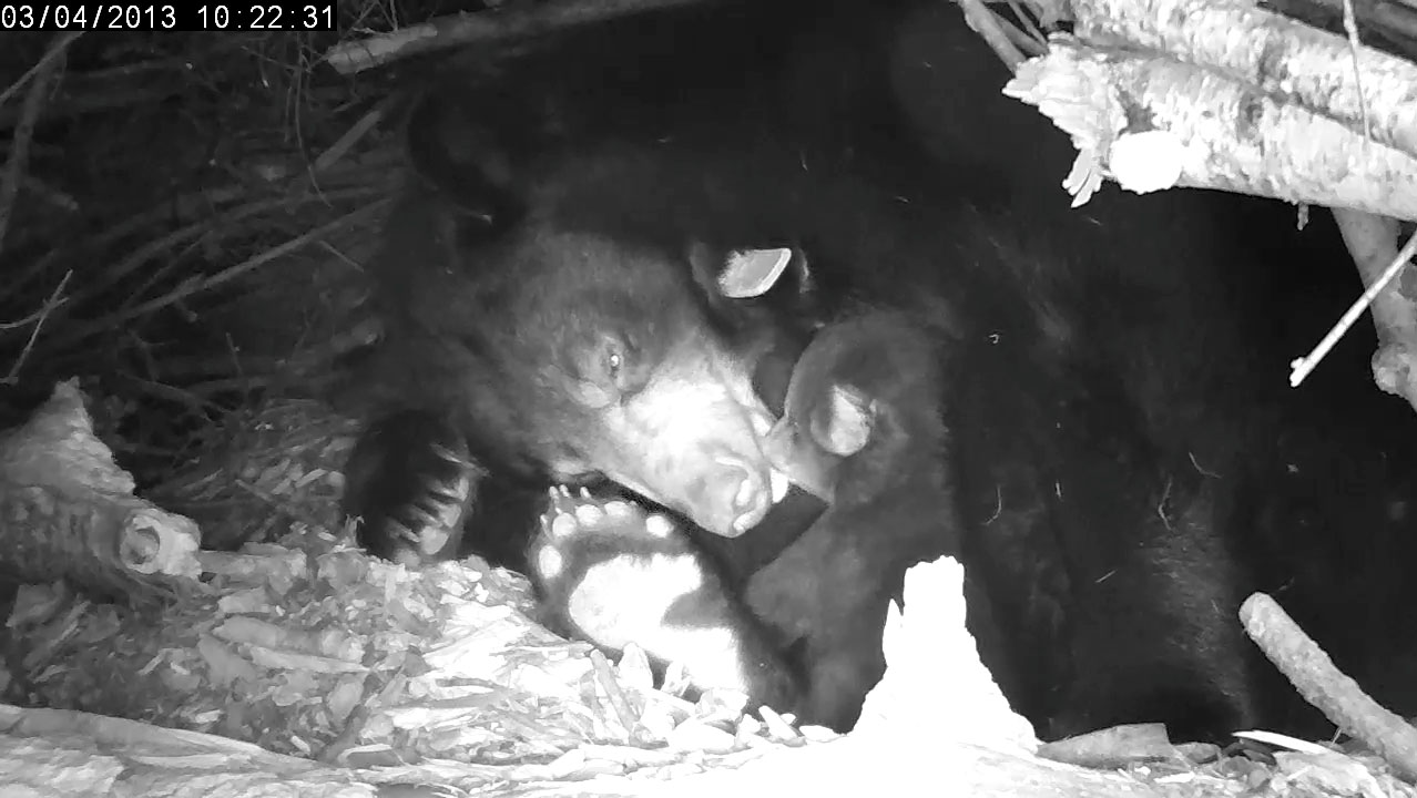 Lily and cub (high def)