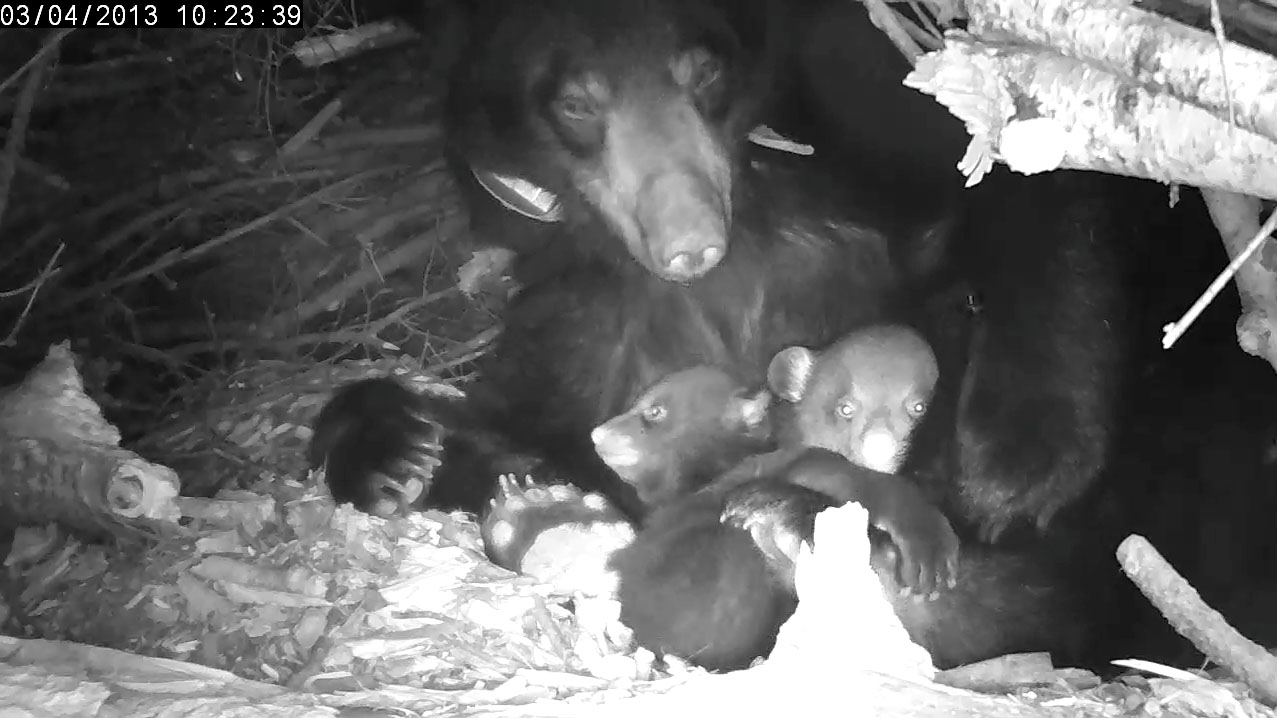 Lily and cubs (high def)  