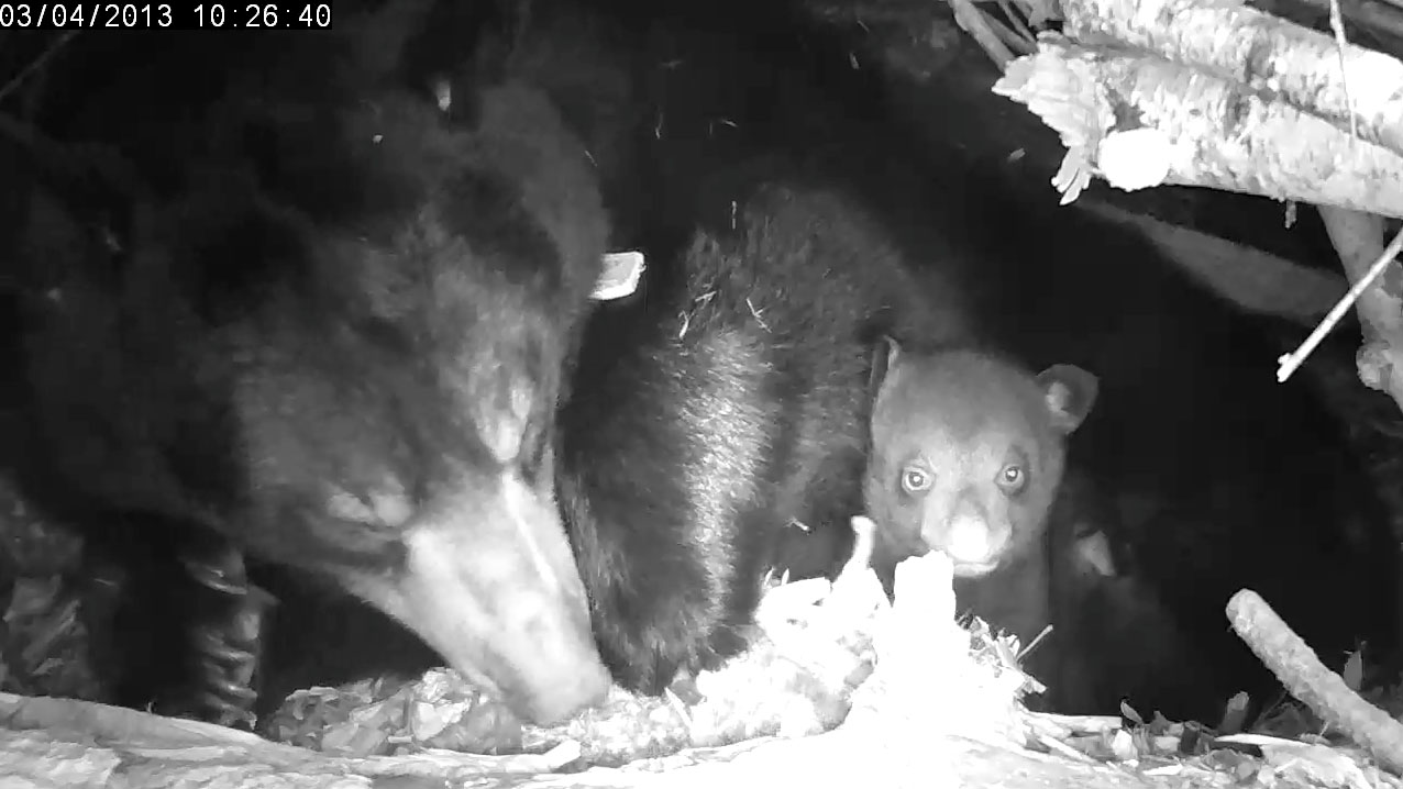 Lily and cub (high def)