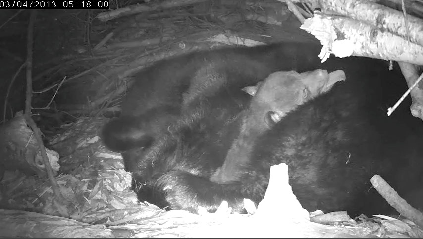 cub yawns as it lies on Lily (low res)