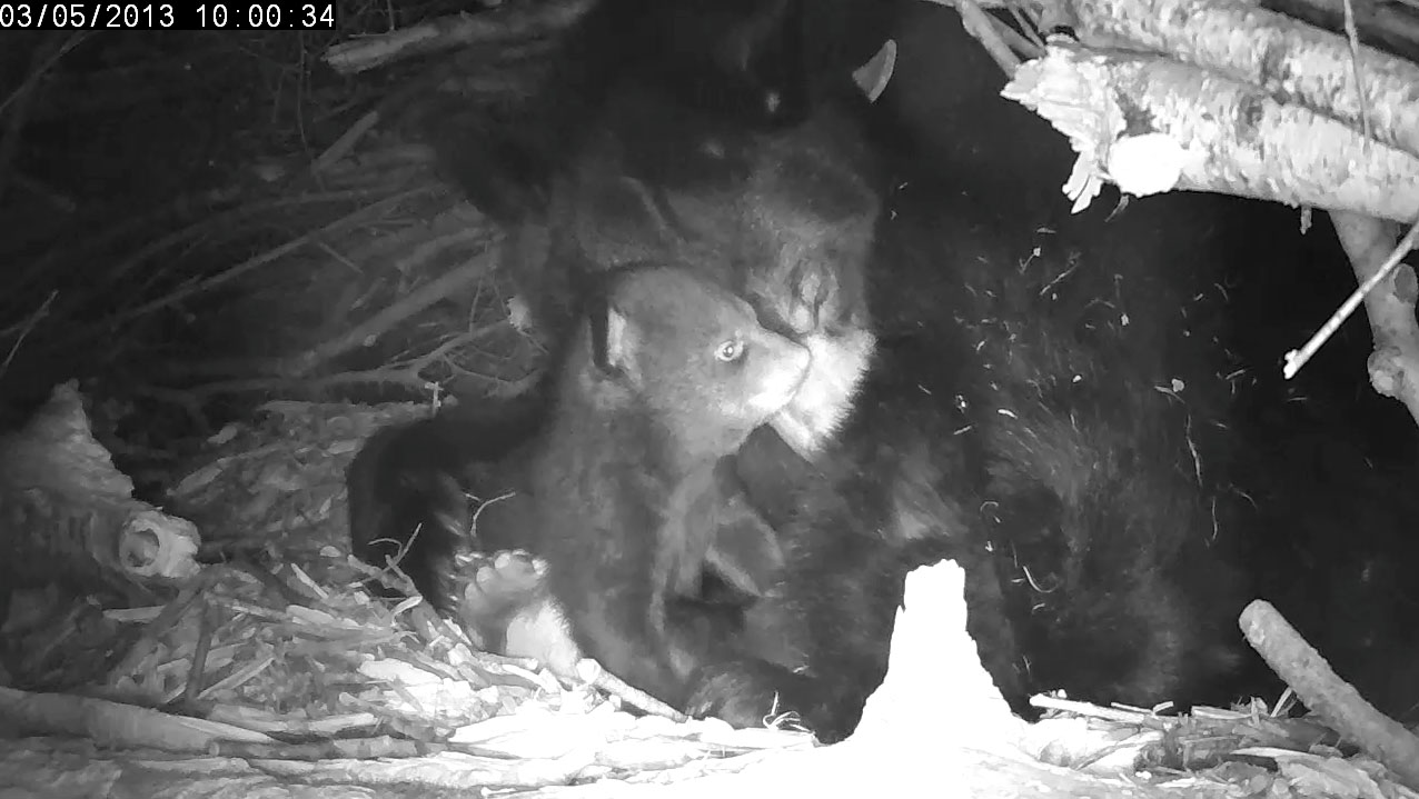 Male has rugged brow line