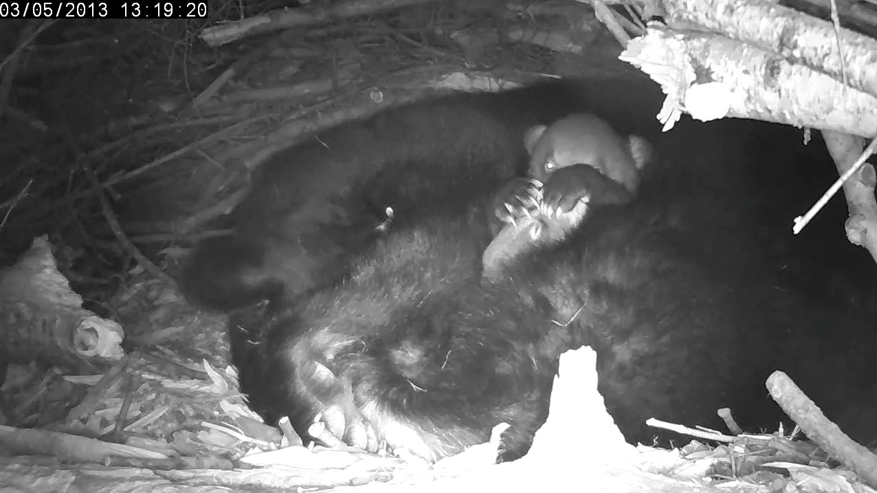 Female cub paws nose of sleeping male